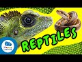 Cuestionario sobre Reptiles