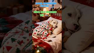 Perrito Dogo Argentino duerme feliz con su osito 🐶🧸 Argentine Dogo dog, sleeping with his teddy bear