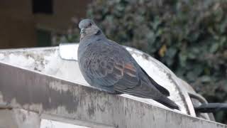 Dusky Turtle Dove, Streptopelia lugens, Addis Abeba, Ethiopia, 3 Jan 2015