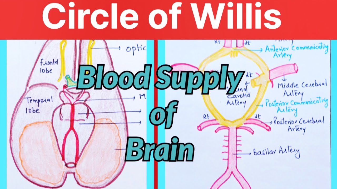 Circle of Willis in hindi ll Blood Supply of Brain ll stroke ll ...