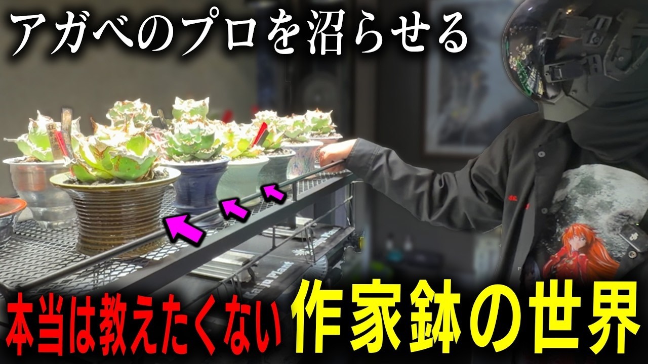 沼る作家鉢の世界【多肉植物】【初心者】【ROCKさん】【園芸】