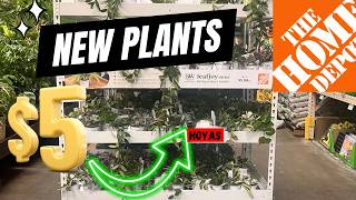 ATTENTION! New Rare Plants at Home Depot-$5 Hoyas!