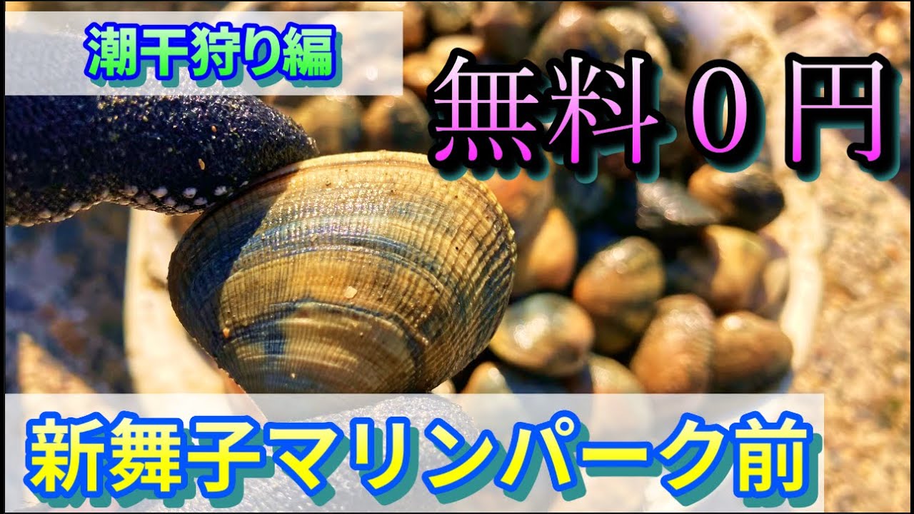 【潮干狩り】無料の愛知県新舞子マリンパーク前はアサリ天国！掘れば無限採取でした！