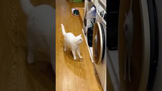 Funny Cats 😺 episode 208 #shorts