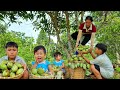 Harvesting mangoes to sell at the market  farm renovation with an orphan boy