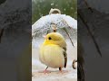 Stress Relief Music | Peaceful Sounds to Unwind & Beautiful Birds to Soothe Your Soul