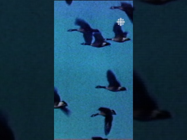La migration des oiseaux à l'automne