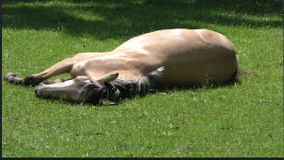 Bella sleeping in the warm summer sunshine