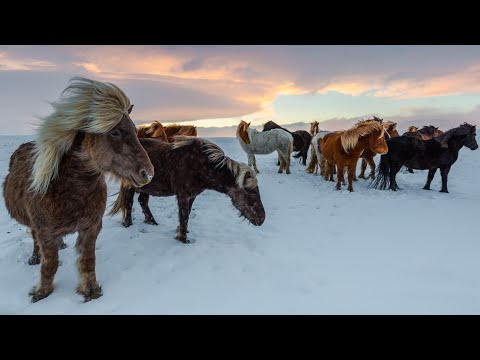 The Horse Photo Slideshow 