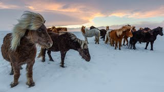 The horse - photo slideshow screenshot 3