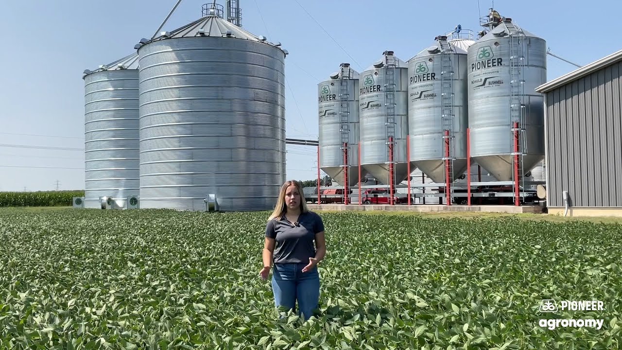 Protecting Soybean Yields at Harvest