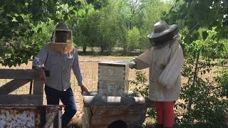 How to fix a colony with laying workers by combining it with another colony