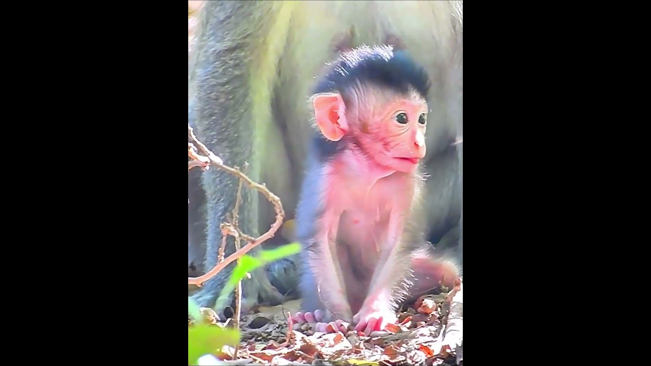Comely newly baby monkey 