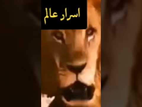 هذا الاسد ضد هذه اللبوه