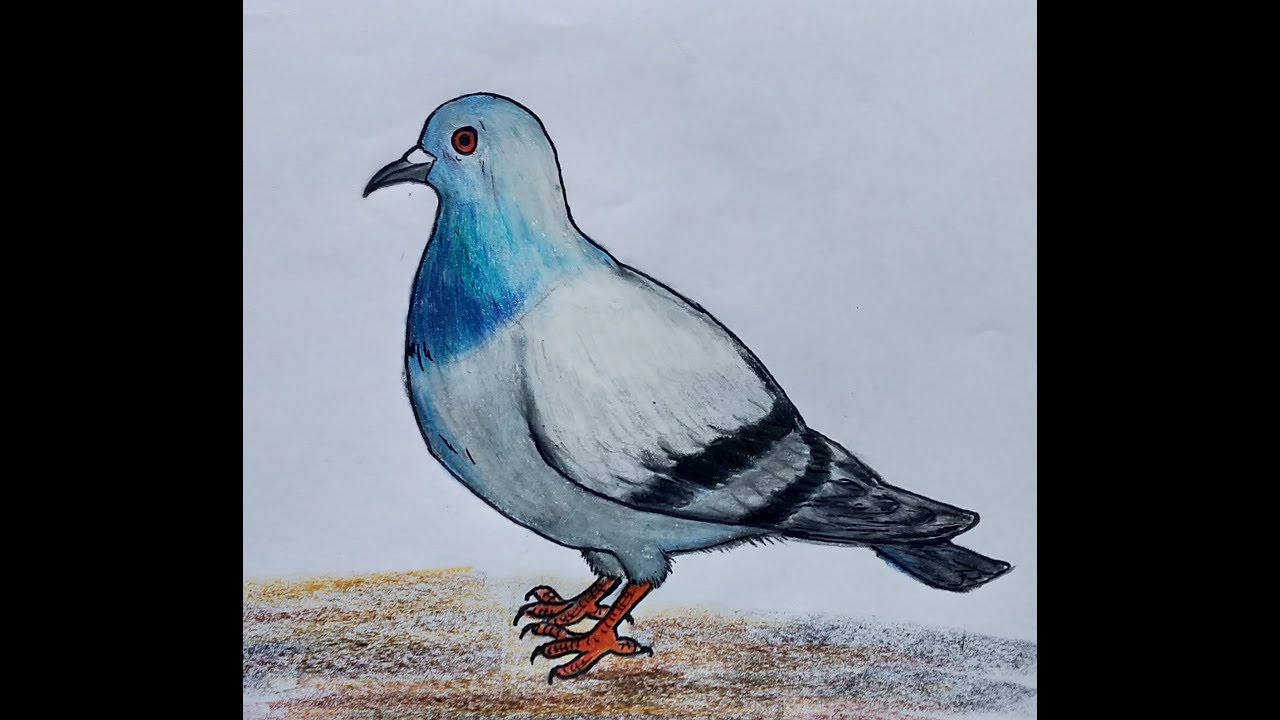 Pigeon Drawing Simple