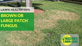How To Prevent Brown Patch Fungus in St. Augustine Grass