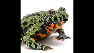 Fire Bellied Toad Talking 1001
