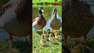 Cute Wild Birds Dancing Together 4K #Shorts #ViralVideo #AIvideo