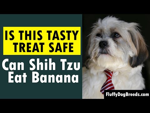 Picture Idea: Are Bananas Good For Shih Tzu