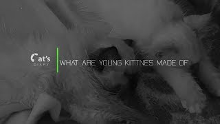 What are young Birman kittens made of? by Cat's Diary 249 views 4 years ago 1 minute, 13 seconds