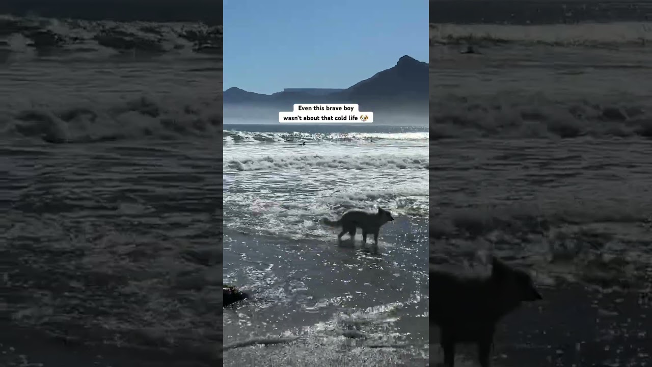 Cape Town Dog Reconsiders His Sunday Morning ❄️🐶 