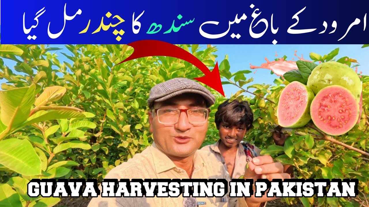 Guava Gardan | Guava harvesting | A paradise Sindh | Helping deserving people