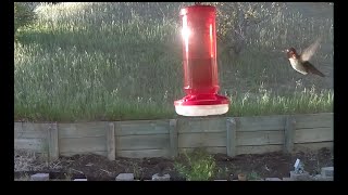 Evening hummingbird feeding...
