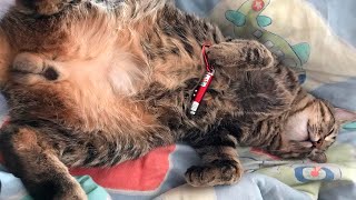 Лазерная указка для кота CAPSBOARD CAT screenshot 5