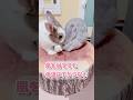 うさぎさんの暑さ対策‼️ #うさぎ #動物 #shorts