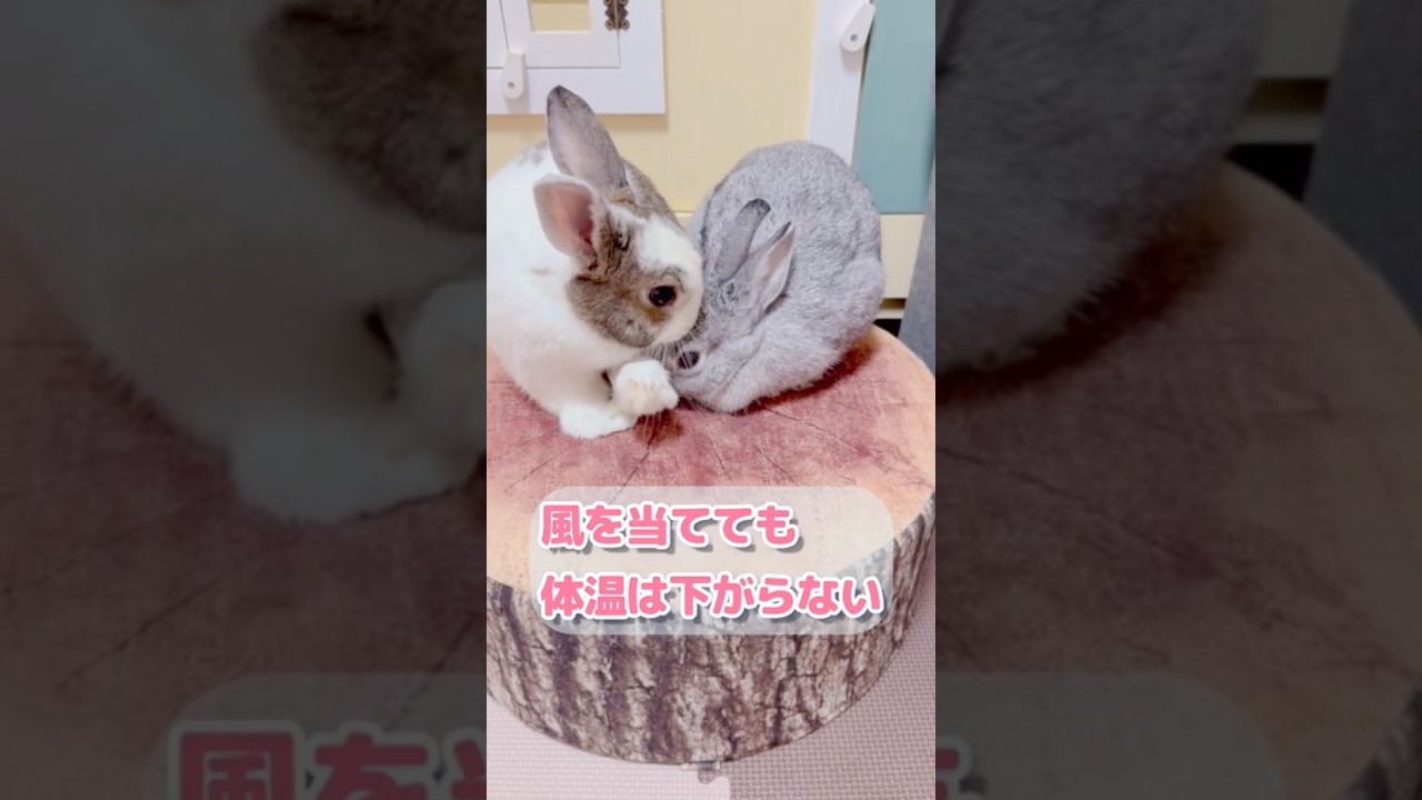 うさぎさんの暑さ対策‼️ #うさぎ #動物 #shorts