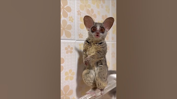 Koi btayega ye kya hai??🤣 #comedy #funny #animals #hcpk #couplegoals