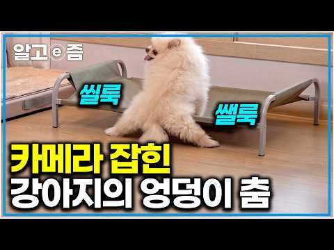 "<strong>작고</strong> <strong>귀여운</strong> 강아지의 단독 무대" 처음엔 대수롭지 않게 넘겼던 강아지의 행동을 보고 놀란 설쌤｜세상에 나쁜 개는 없다｜알고e즘