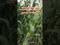 खेत मे निकला खतरनाक जानवर shorts trending viral video #shorts #viralshorts #trending #ytshorts