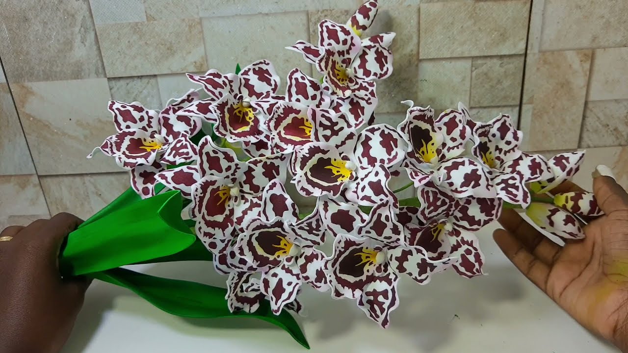 Orquídea Odontoglossum em Eva / Coleção orquidea raras