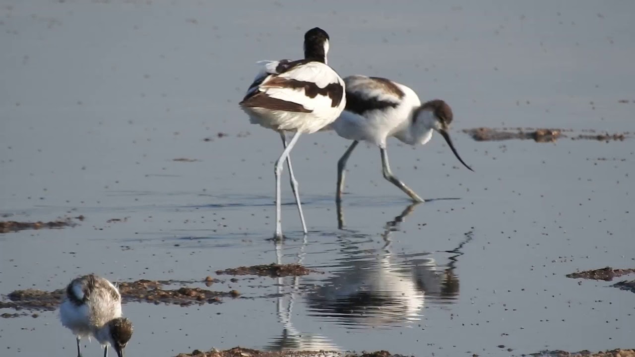 Pied Avocet, Avocetta (Recurvirostra avosetta)