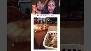 Kitten Locked On Target.