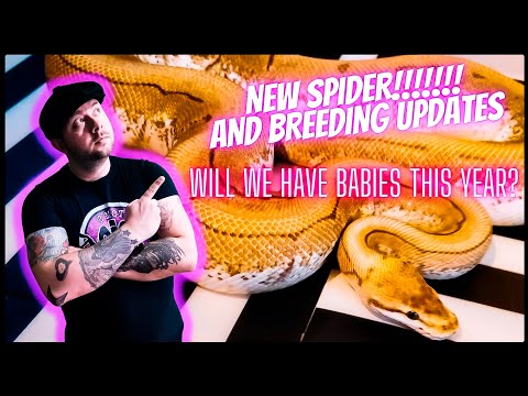 NEW PINSTRIPE SPIDER ball python and breeding updates!!!