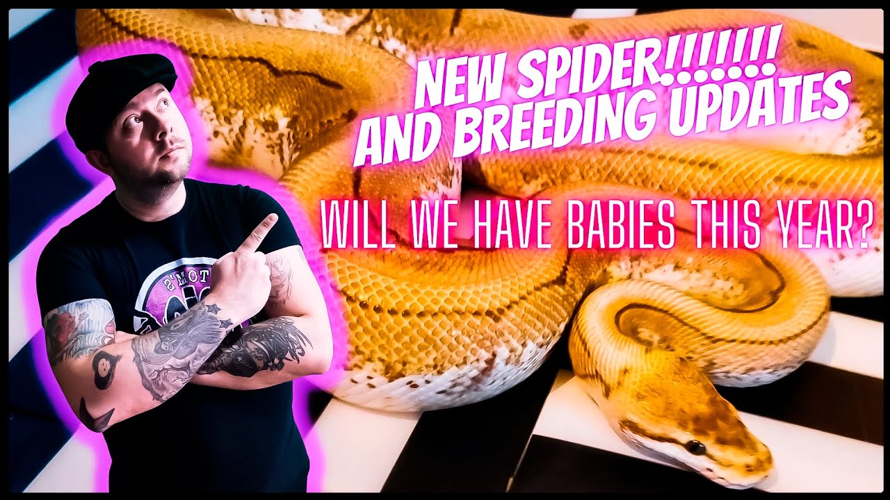 NEW PINSTRIPE SPIDER ball python and breeding updates!!! - YouTube