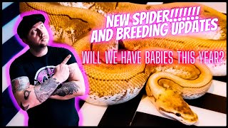 NEW PINSTRIPE SPIDER ball python and breeding updates!!!