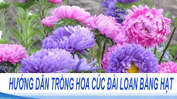 Kỹ thuật Trồng Hoa Cúc Bằng Hạt như một  chuyên gia | Hoa Cúc Đài Loan lùn Mix