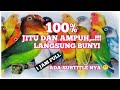 PANCINGAN SUARA BURUNG LOVEBIRD 100% Ampuh dan Jitu Langsung Bunyi Ngekek Panjang..!!!