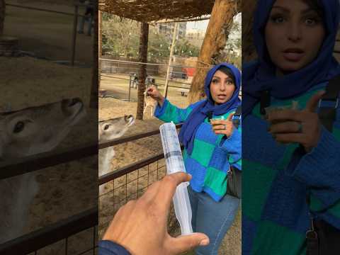 الغزاله تأخذ التطعيم 