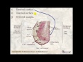 Histology of the digestive system part1