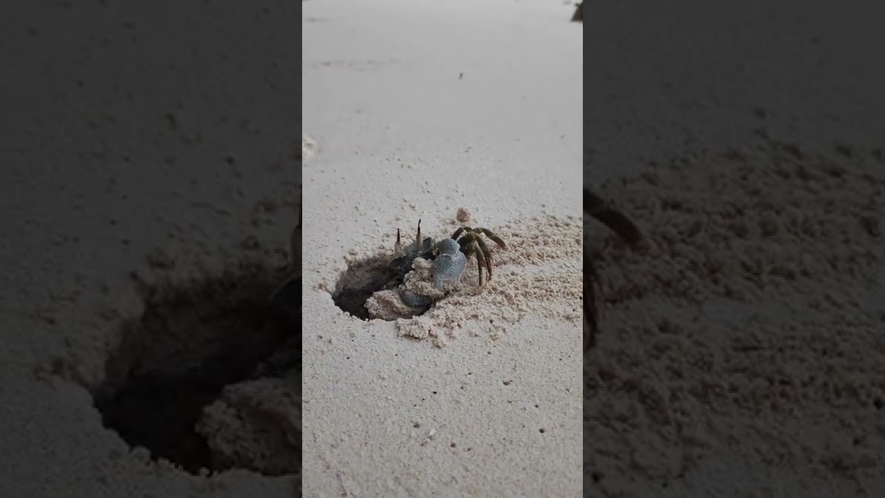 I found a crab digging it's home 🍃🦀🦀