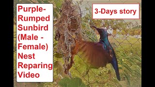 Sunbird nest repairing video / தேன்சிட்டு கூட்டை மறுகட்டமைத்தல்