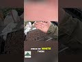 Watch These Roots Pop! Gentle Seed Handling Secrets Revealed! #shorts