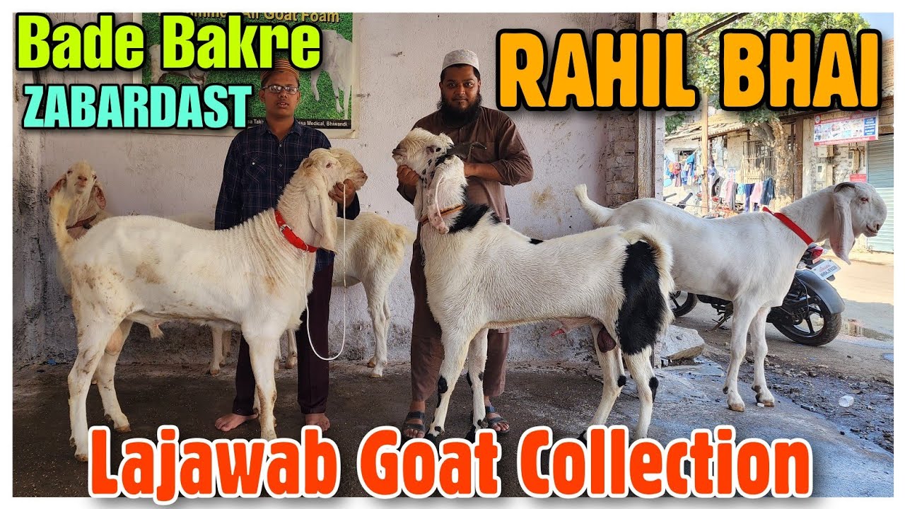Rahil Bhai Lajawab Quality Goat Collection RAHIL BHAI | Bade Khassi Andul Bakre In ...