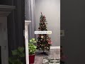 this might be the skinniest Christmas tree i’ve ever seen #Christmas #decoration #festivevibes