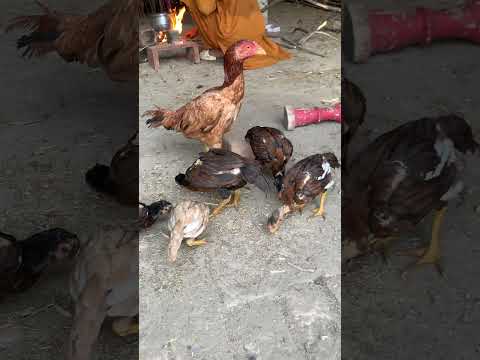 #song #automobile #punjabisong #aseelmurga #aseelmurga #roosterfarm #chicken #murga #musicgenre