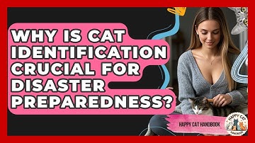 Why Is Cat Identification Crucial For Disaster Preparedness? - Happy Cat Handbook